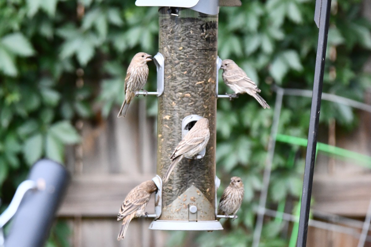 House Finch - ML620690317