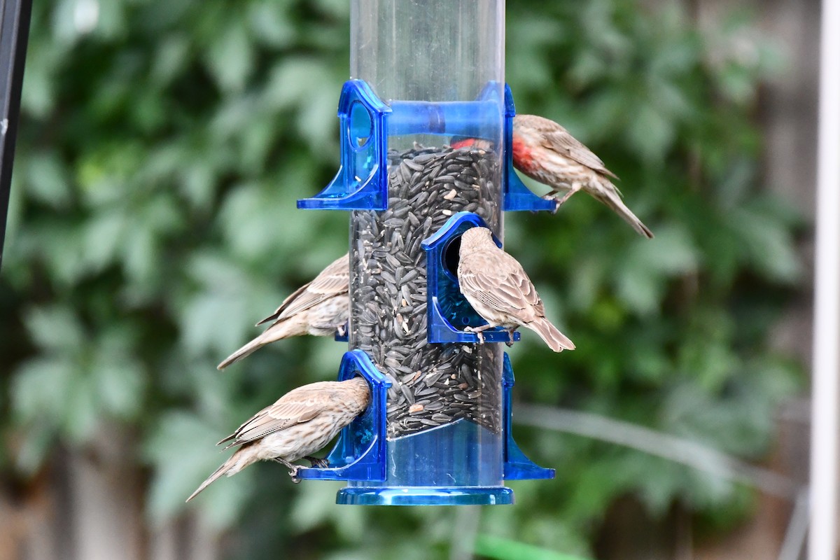 House Finch - ML620690319