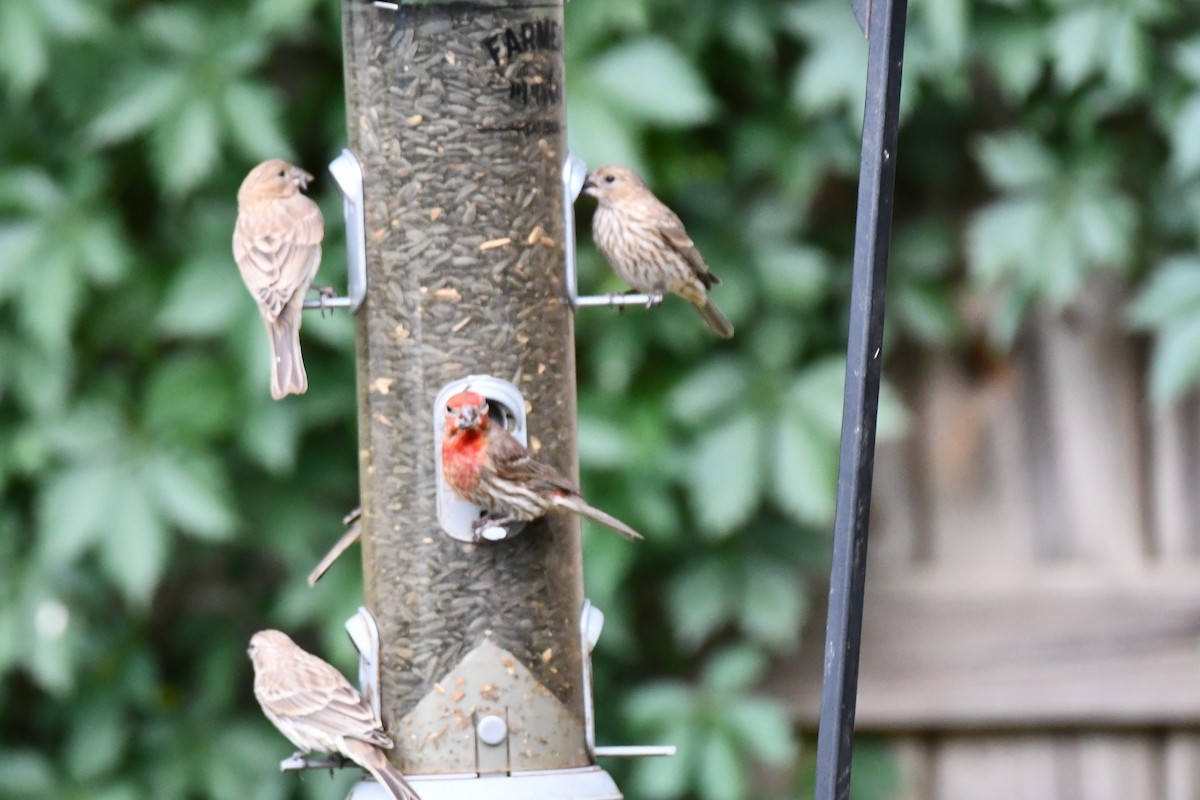 House Finch - ML620690321