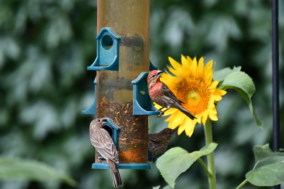 House Finch - ML620690322