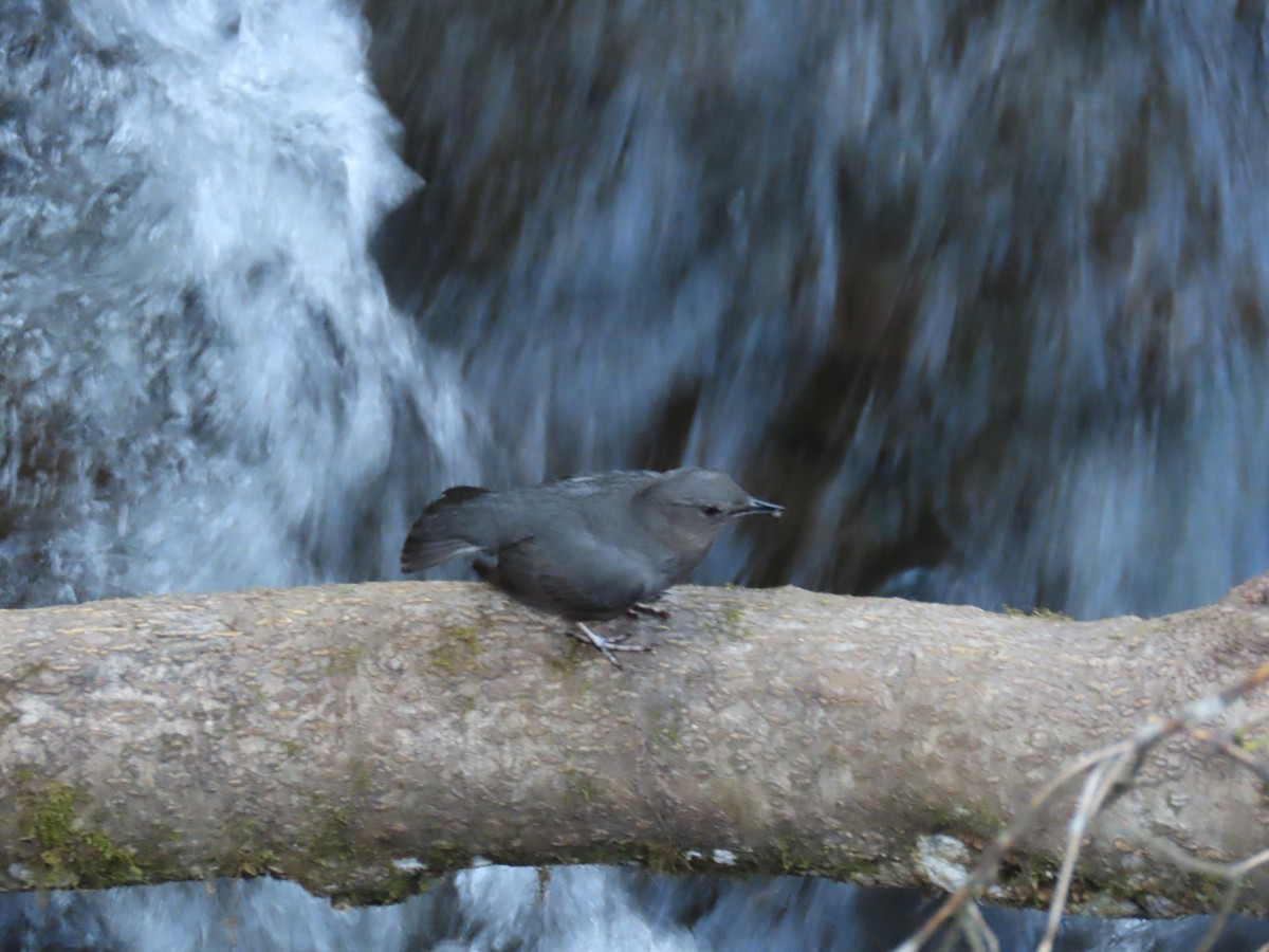 American Dipper - ML620690324