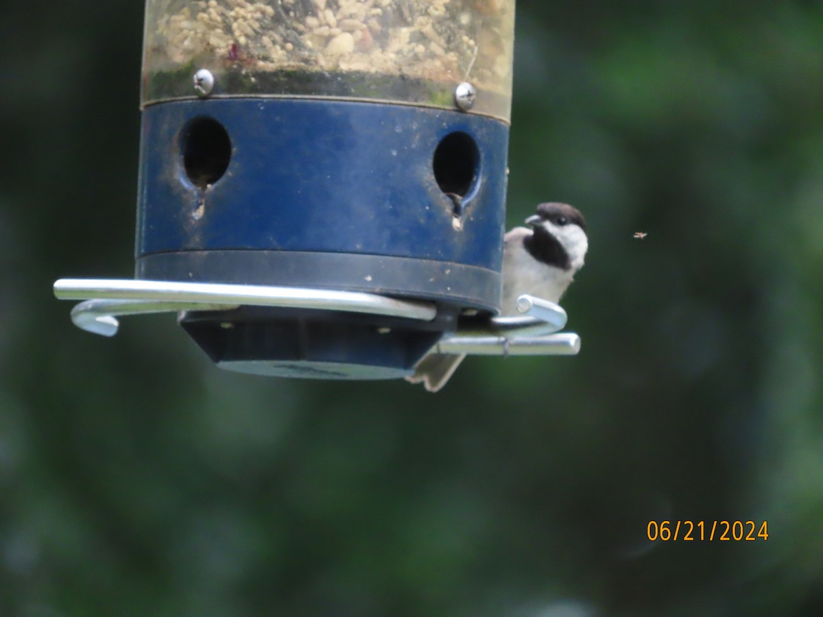 Carolina Chickadee - ML620690327