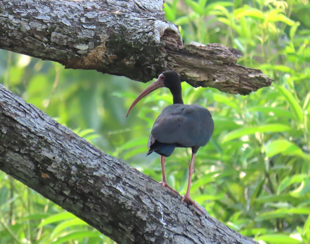 Ibis à face nue - ML620690329