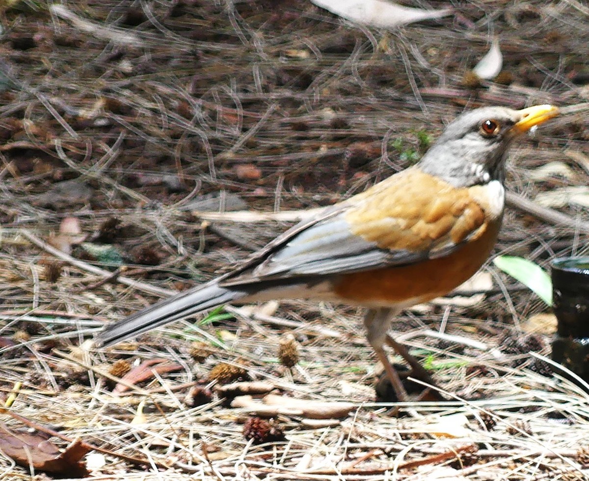 Rufous-backed Robin - ML620690330