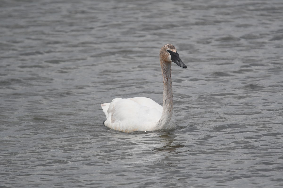 Trumpeter Swan - ML620690331