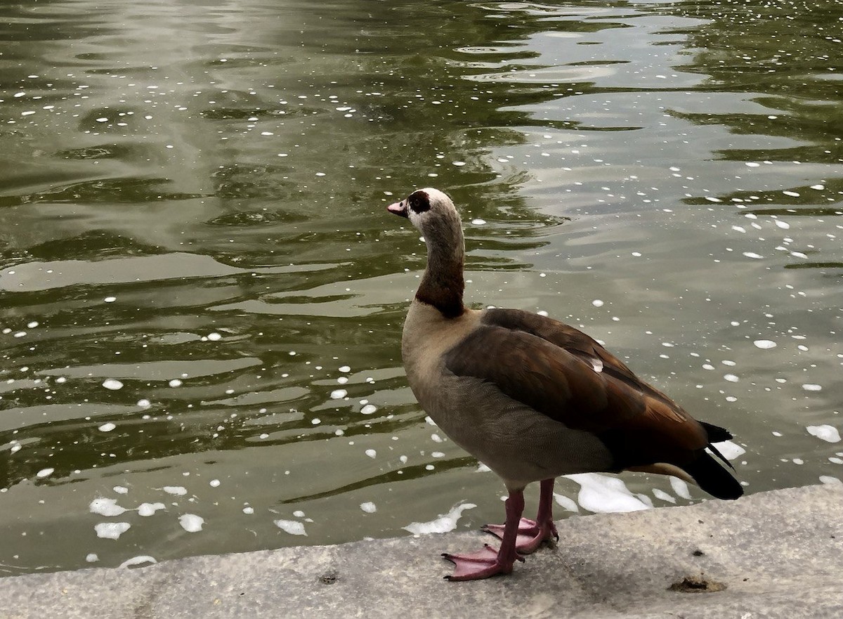 Egyptian Goose - ML620690332