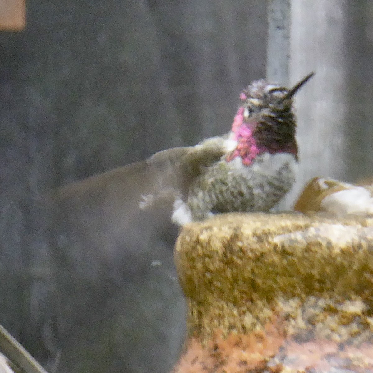 Anna's Hummingbird - ML620690336