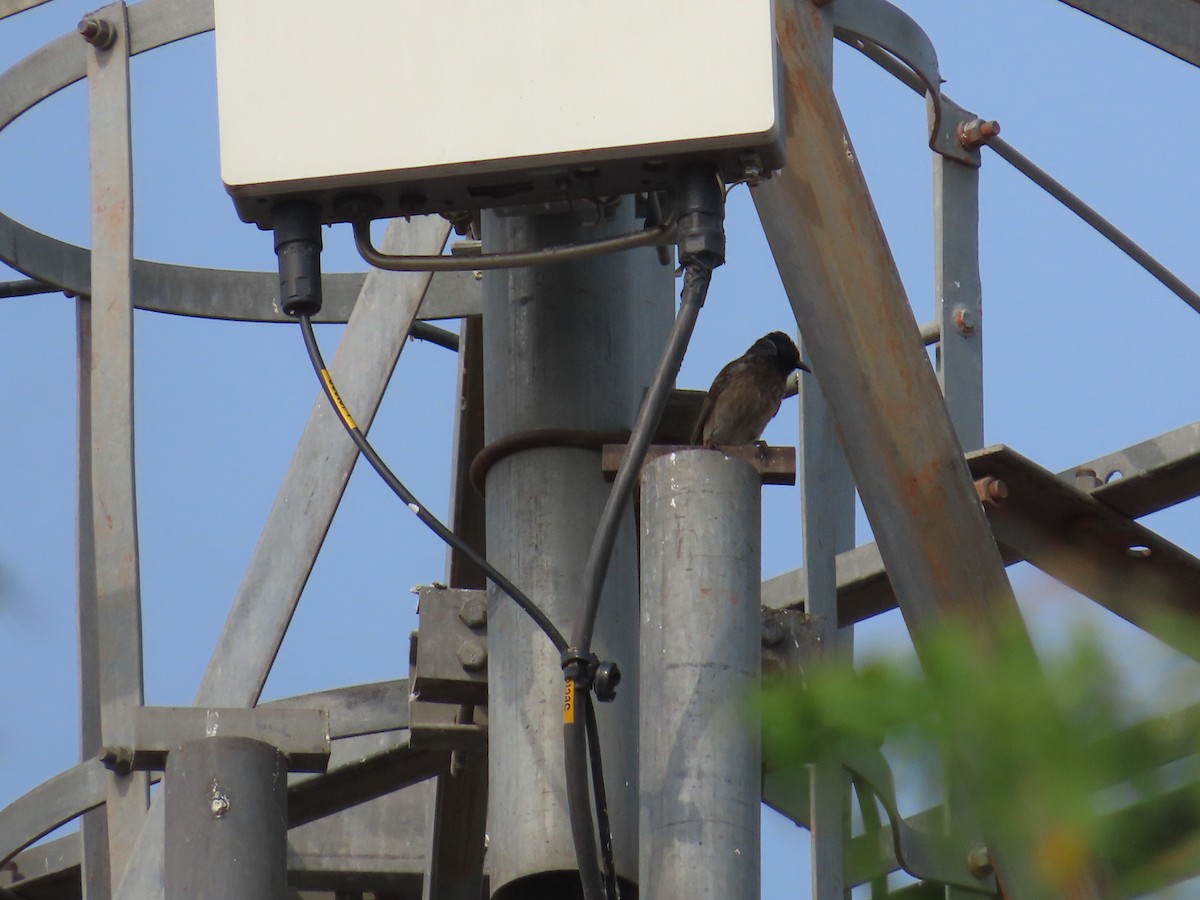 Red-vented Bulbul - ML620690338