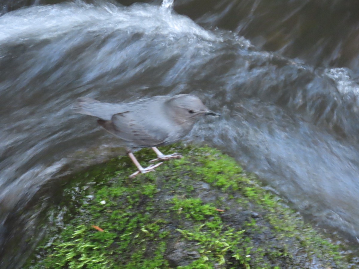 American Dipper - Laura Burke