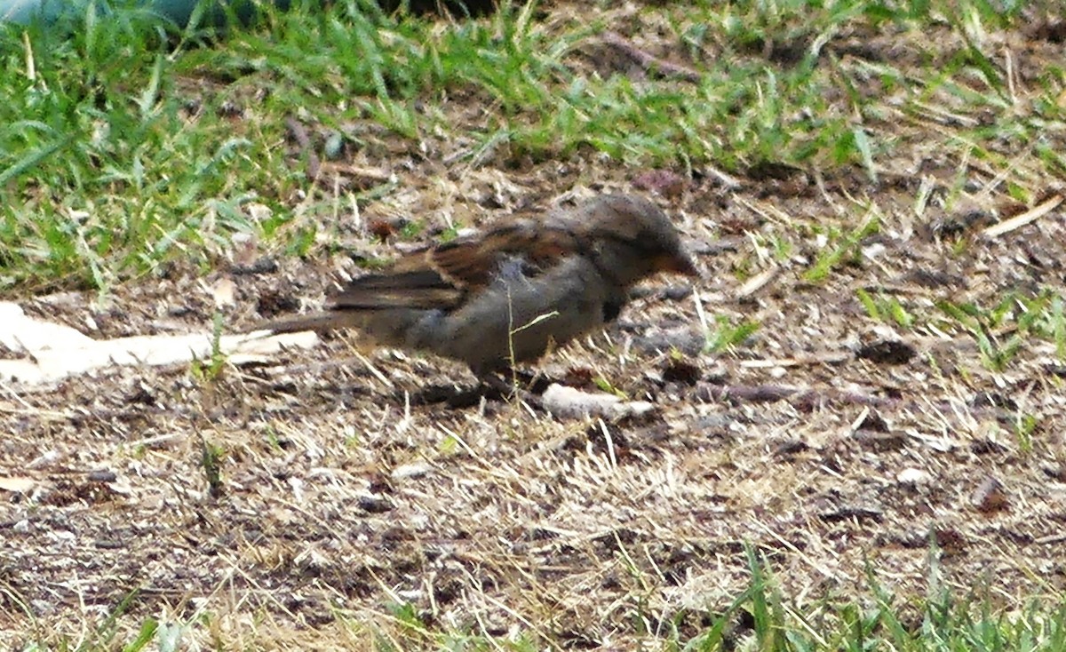 House Sparrow - ML620690343