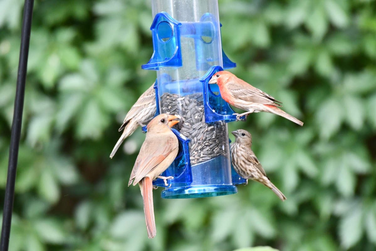 Northern Cardinal - ML620690346