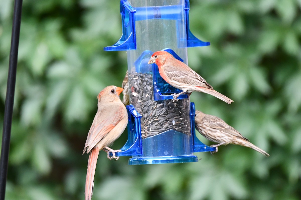 Northern Cardinal - Carmen Ricer