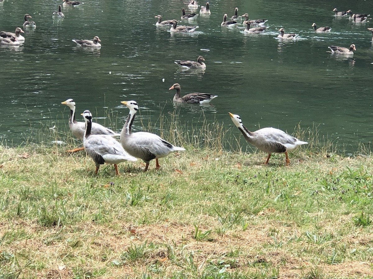 Bar-headed Goose - ML620690350