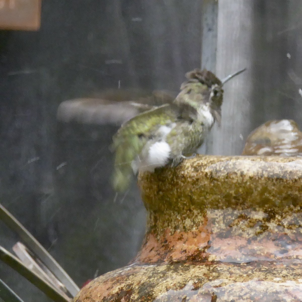 Anna's Hummingbird - ML620690351