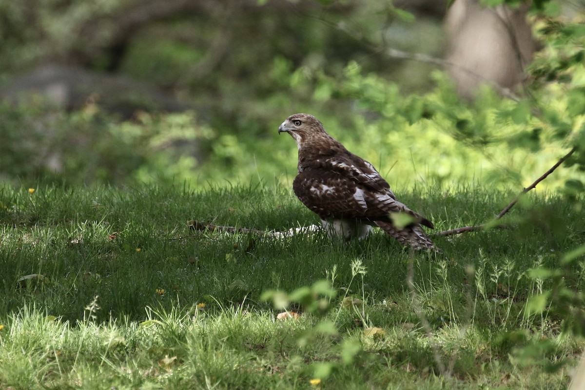 Red-tailed Hawk - ML620690353