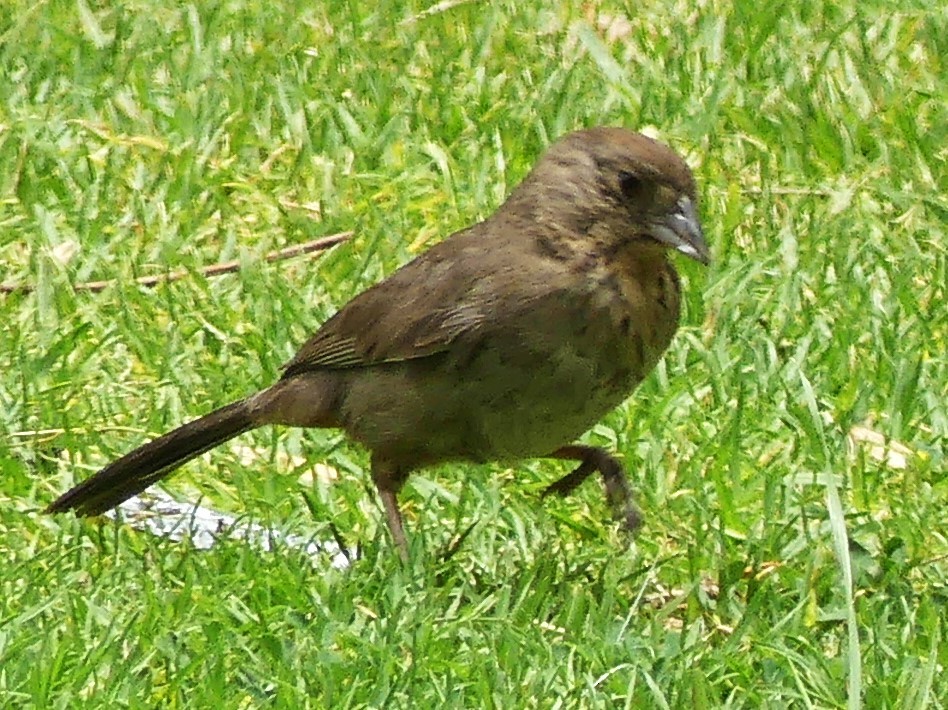 Canyon Towhee - ML620690354