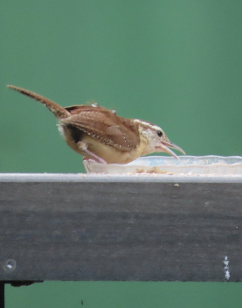 Carolina Wren - ML620690358