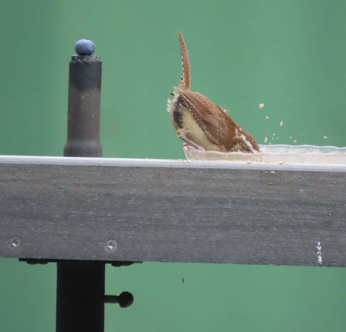 Carolina Wren - Susan Leake