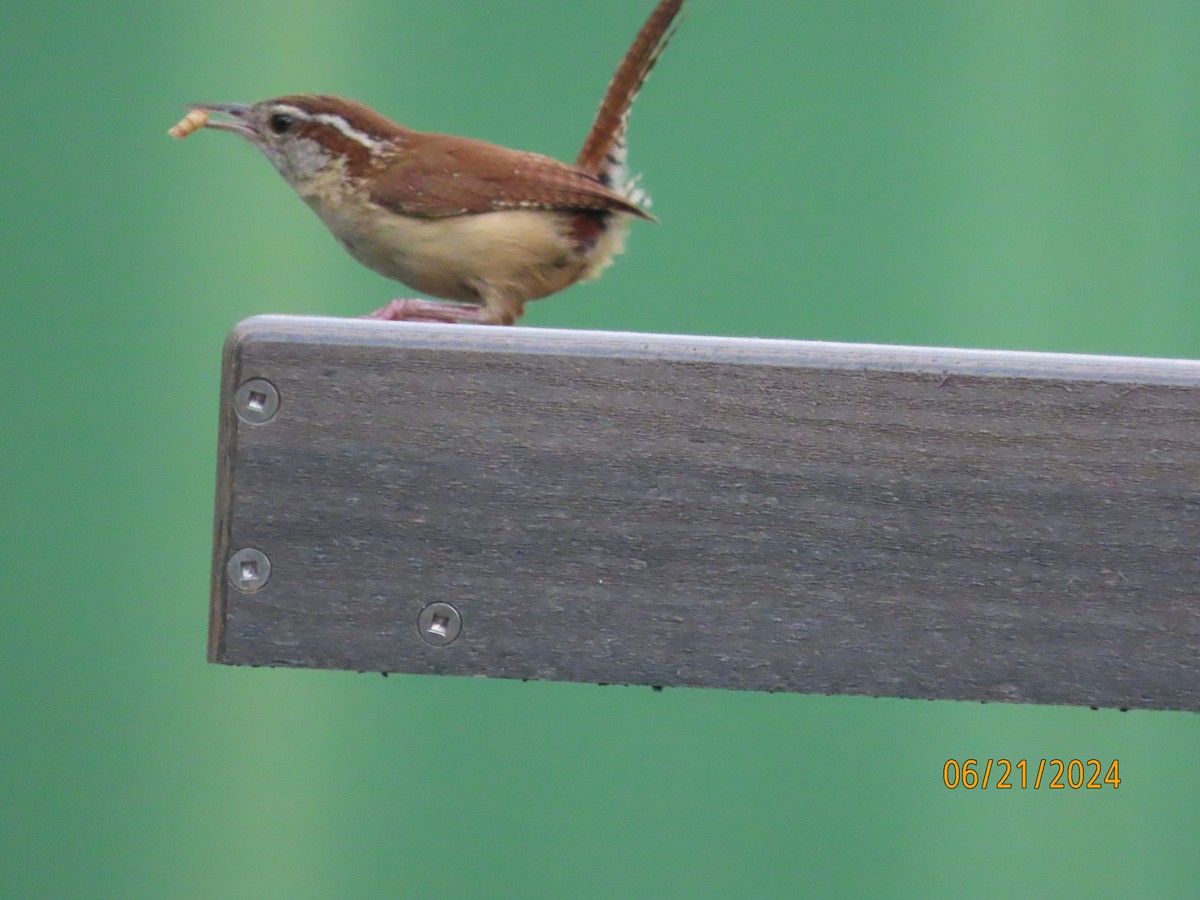 Carolina Wren - ML620690363