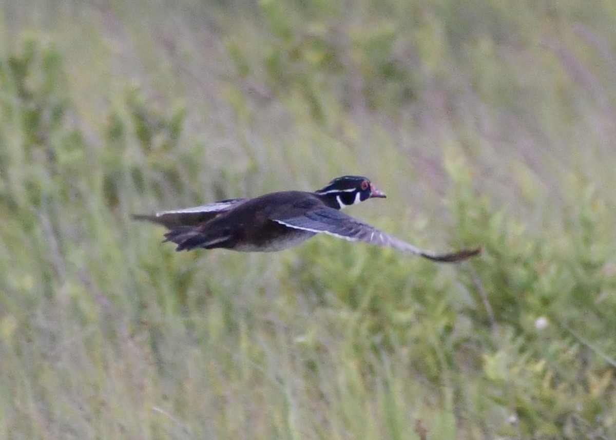 Wood Duck - ML620690364