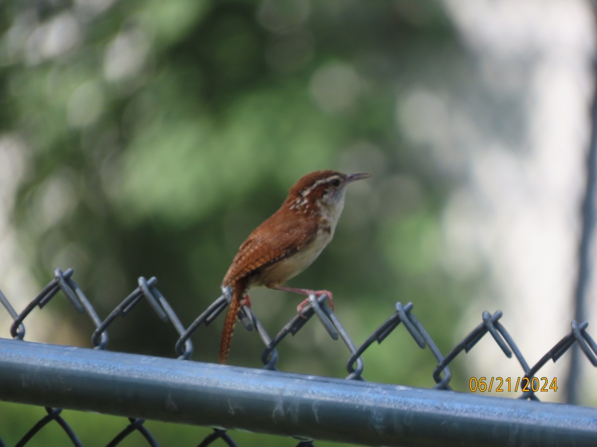 Carolina Wren - ML620690367