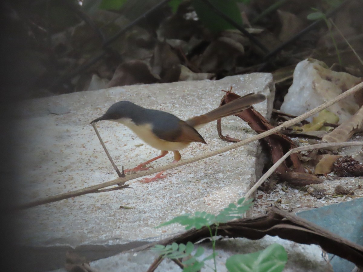 Ashy Prinia - Shilpa Gadgil