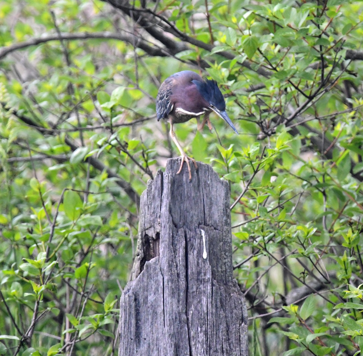 Green Heron - ML620690375