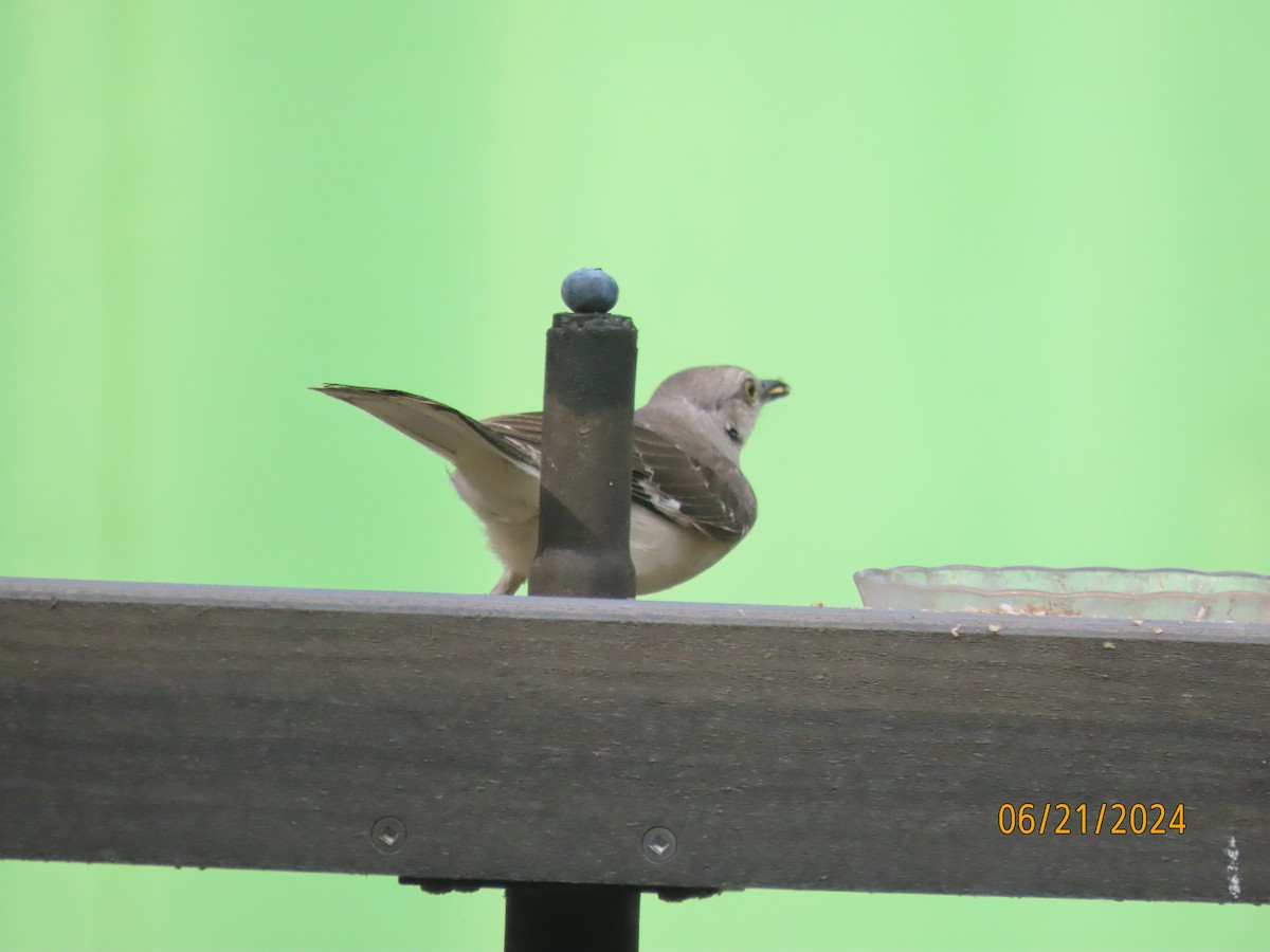 Northern Mockingbird - ML620690378