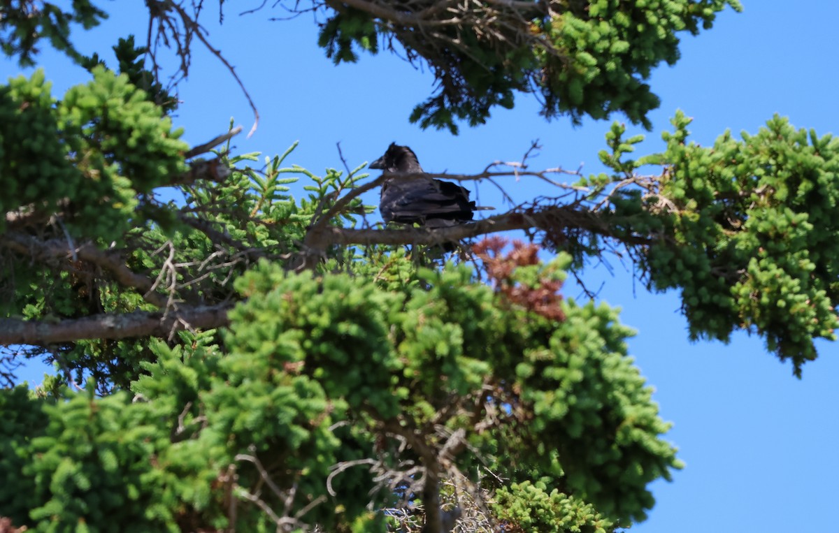 Common Raven - ML620690380