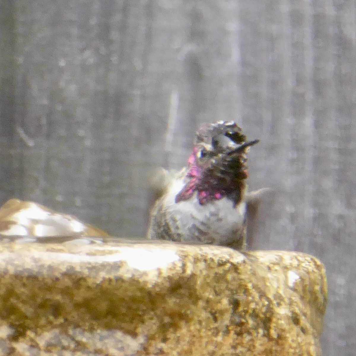 Anna's Hummingbird - ML620690384