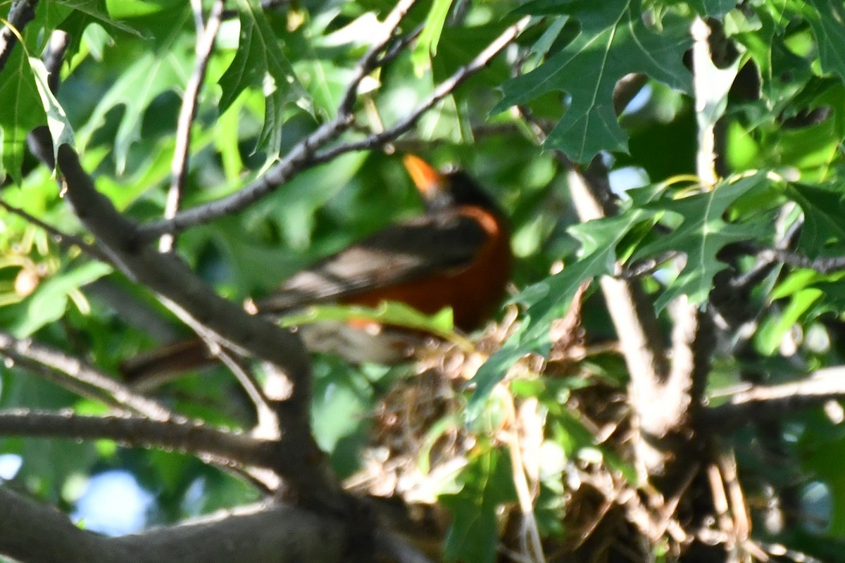 American Robin - ML620690386