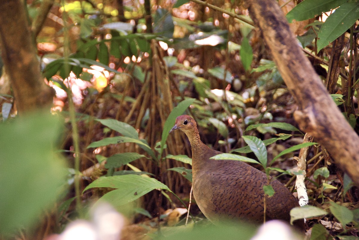 Great Tinamou - ML620690389