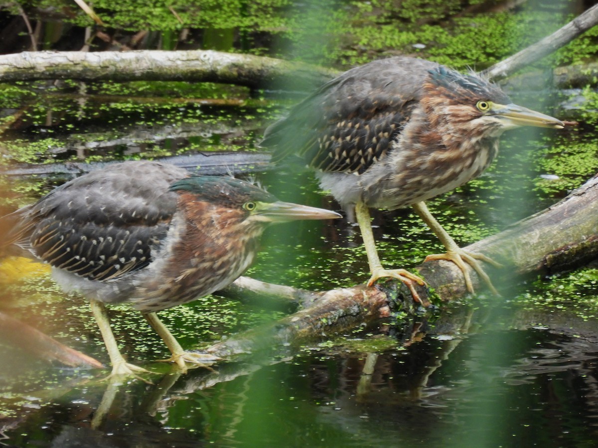 Green Heron - Leslie Loomis