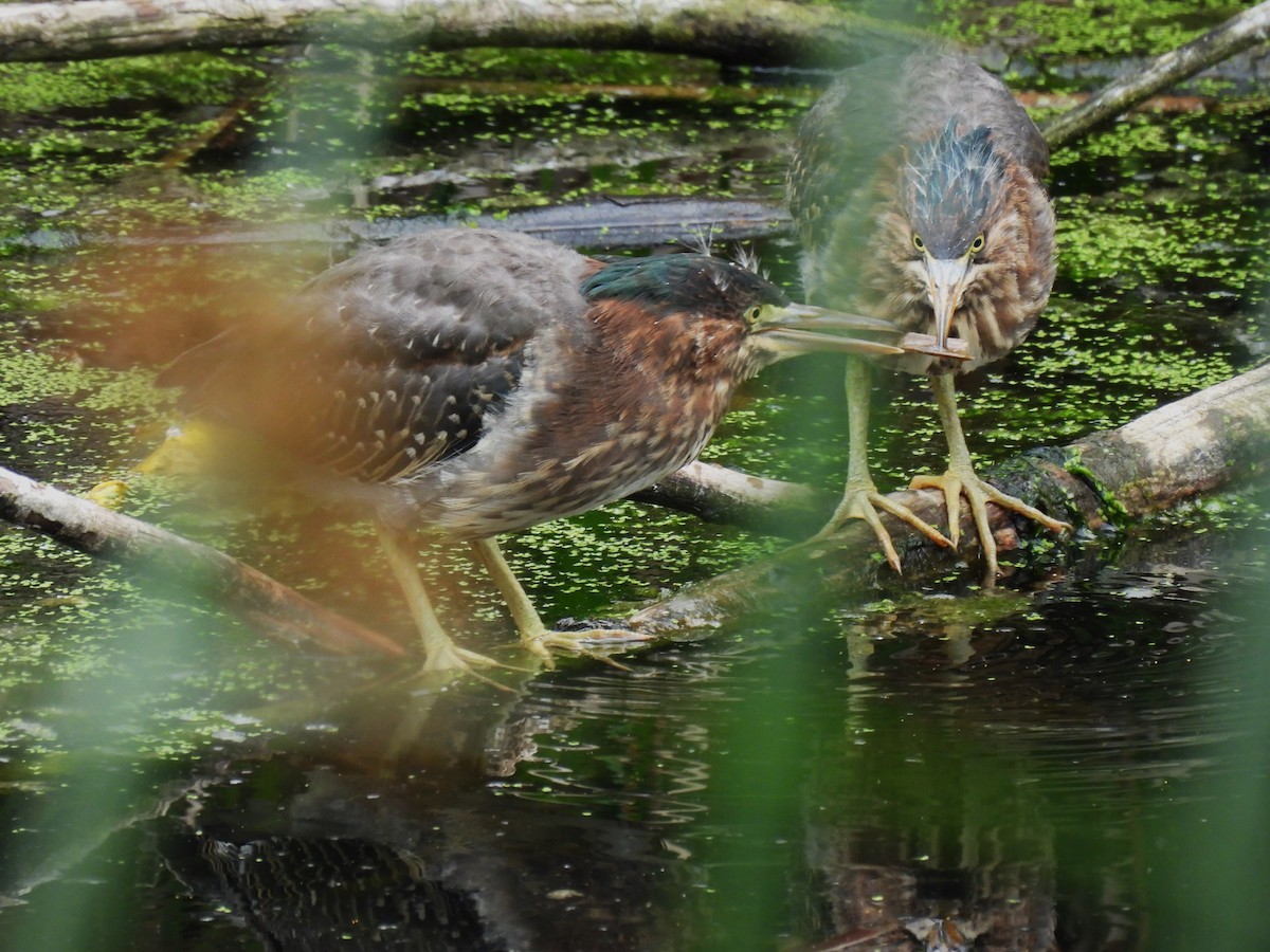 Green Heron - ML620690391