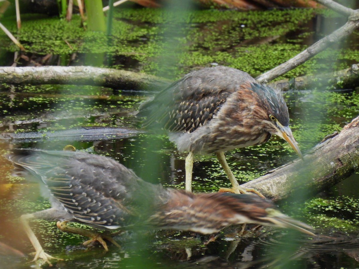 Green Heron - ML620690392