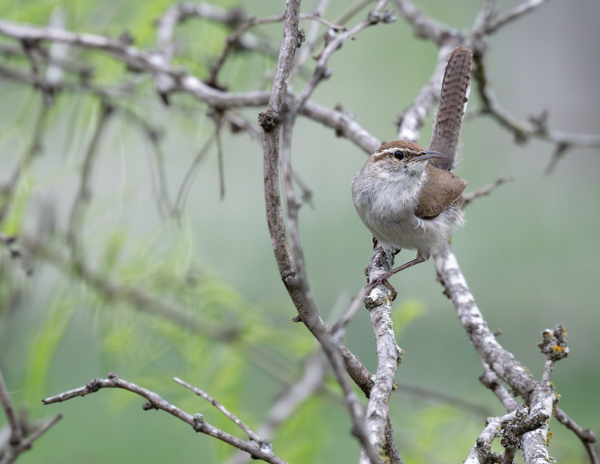 Bewick's Wren - ML620690393