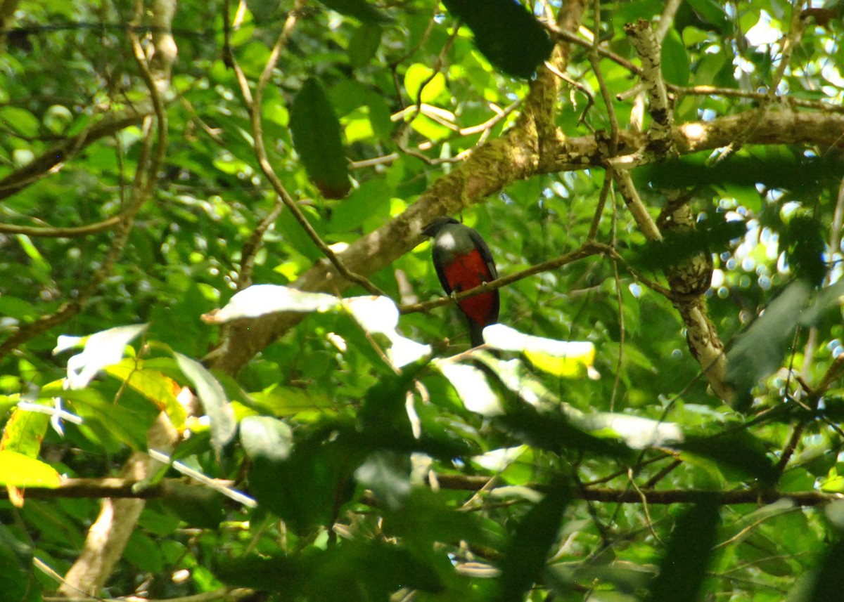 Baird's Trogon - ML620690395