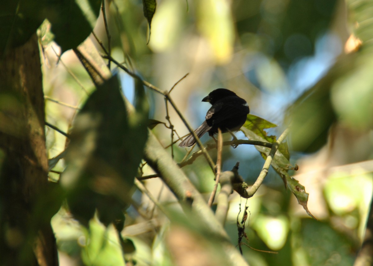 White-shouldered Tanager - ML620690397