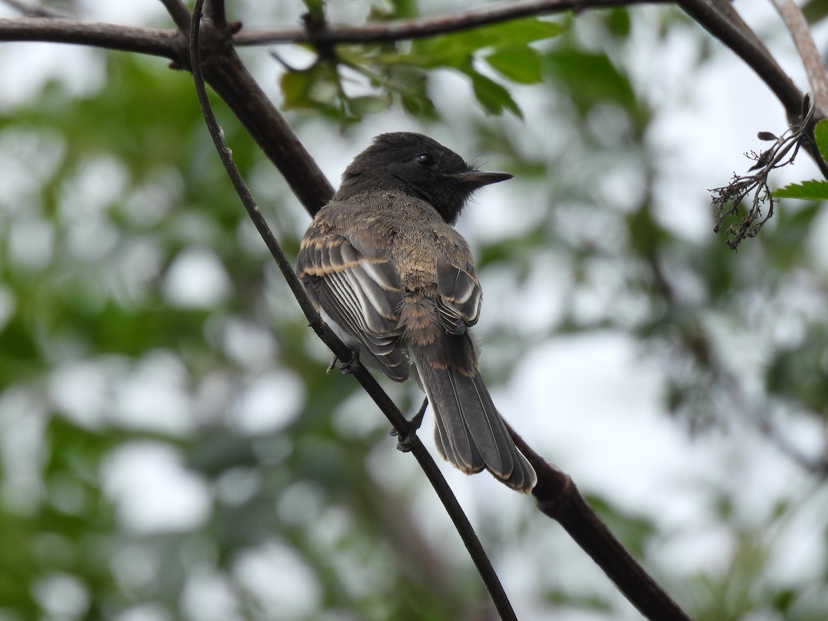 Black Phoebe - Leslie Loomis