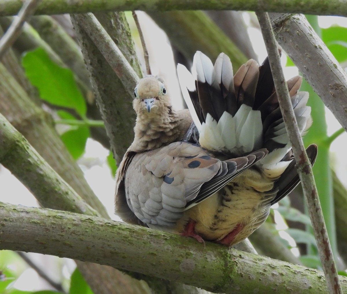 Mourning Dove - ML620690402