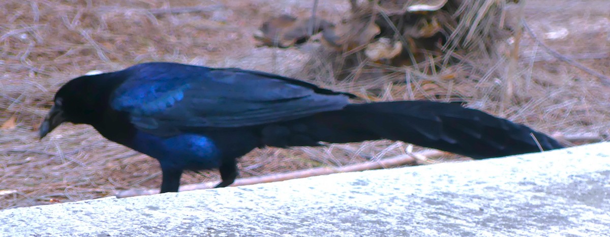 Great-tailed Grackle - ML620690403