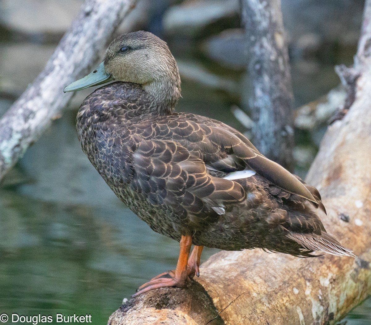 American Black Duck - Douglas Burkett