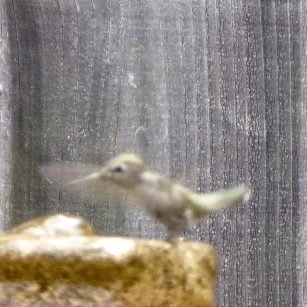 Anna's Hummingbird - ML620690405