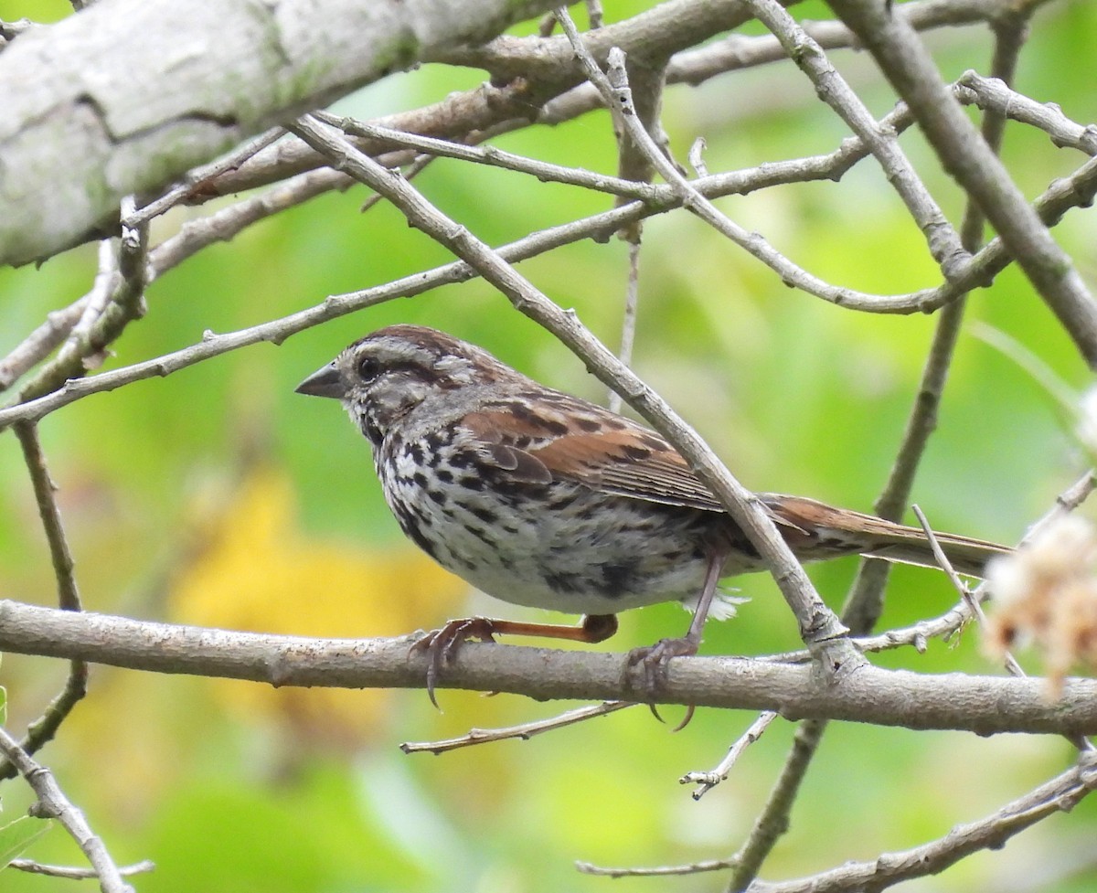 Song Sparrow - ML620690406