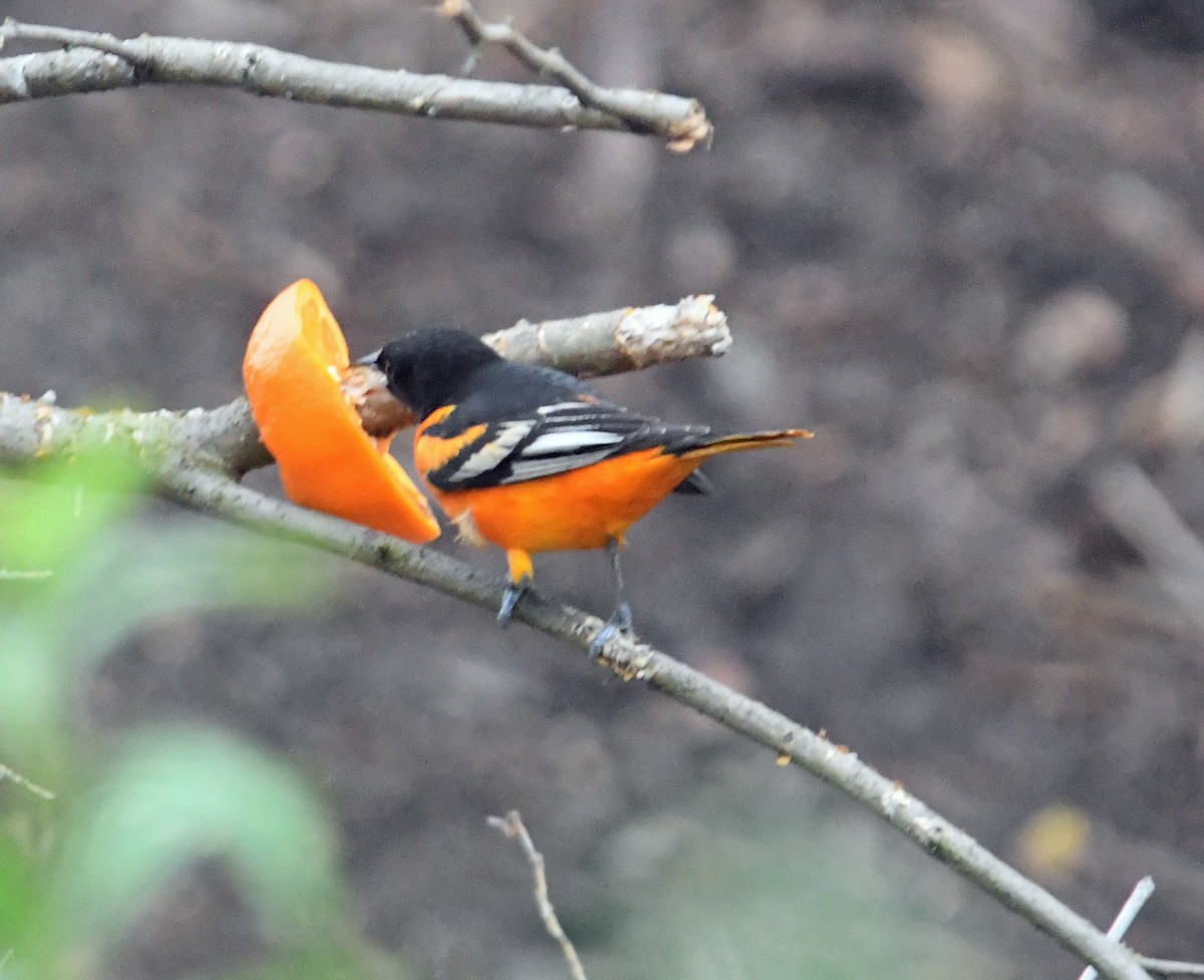 Oriole de Baltimore - ML620690409