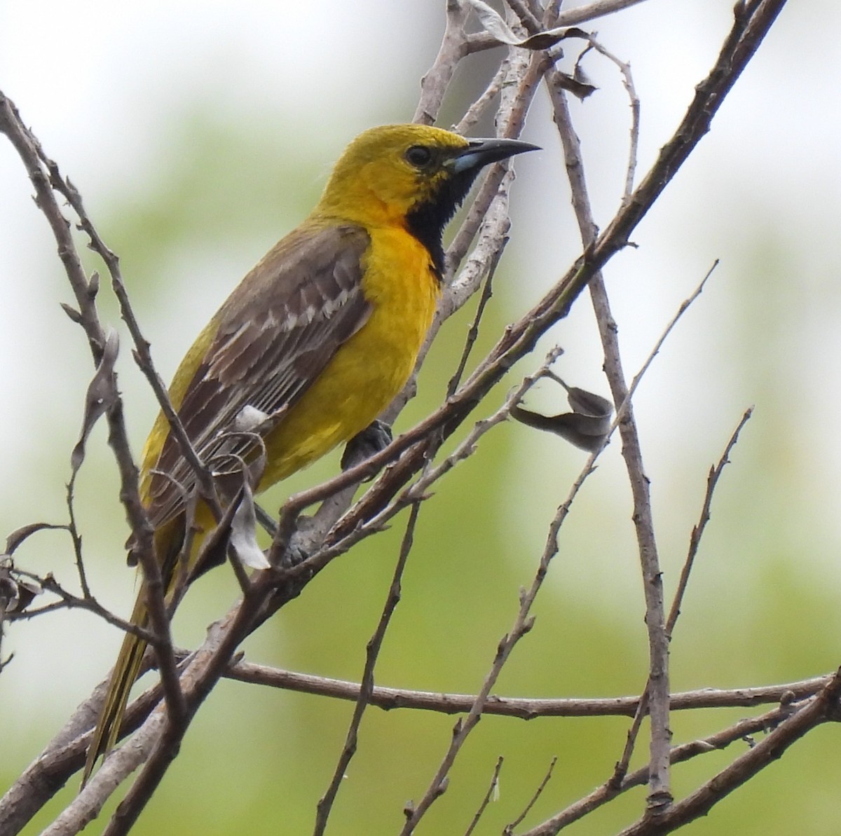 Oriole masqué - ML620690410