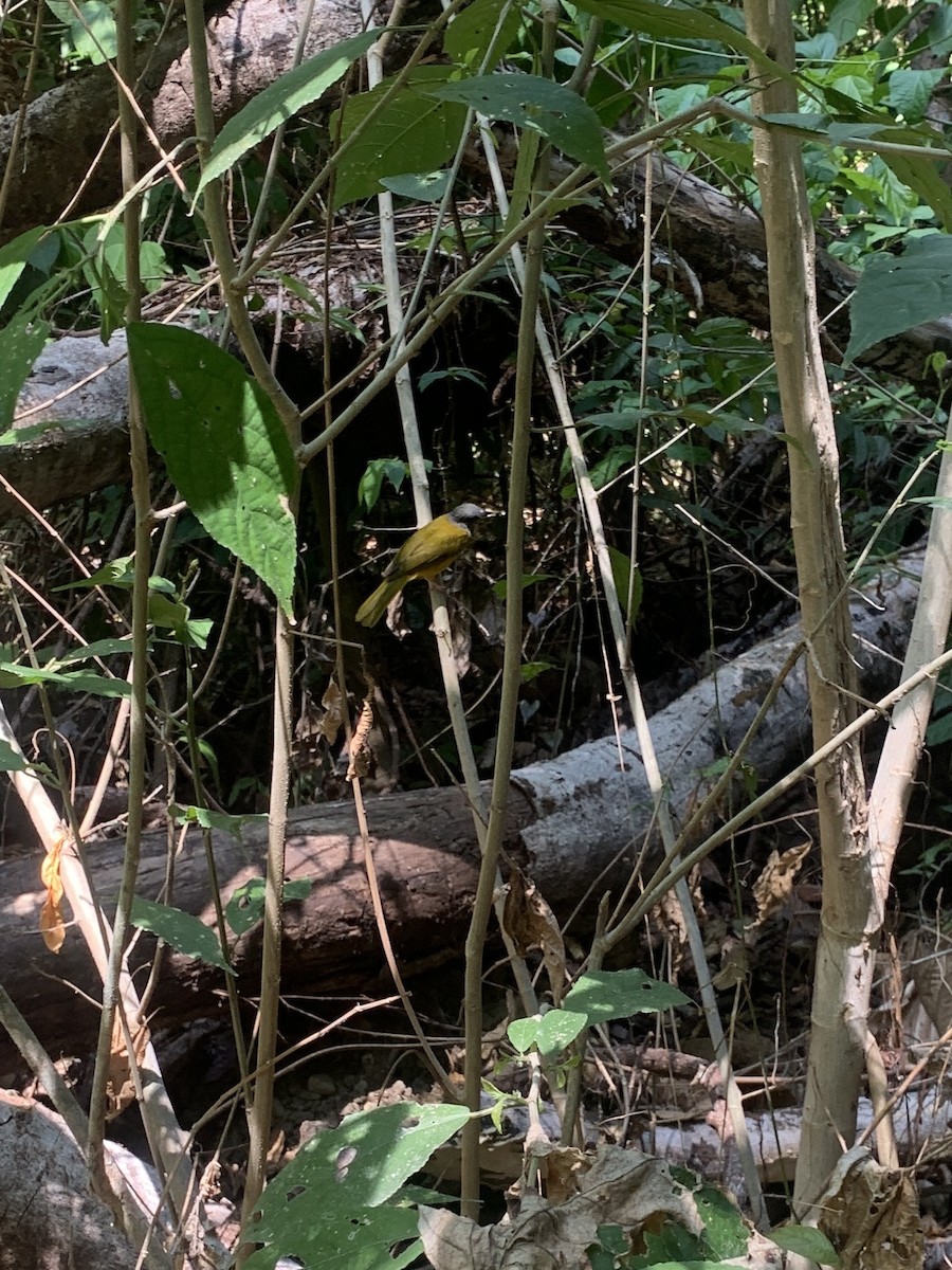 Gray-headed Tanager - ML620690416