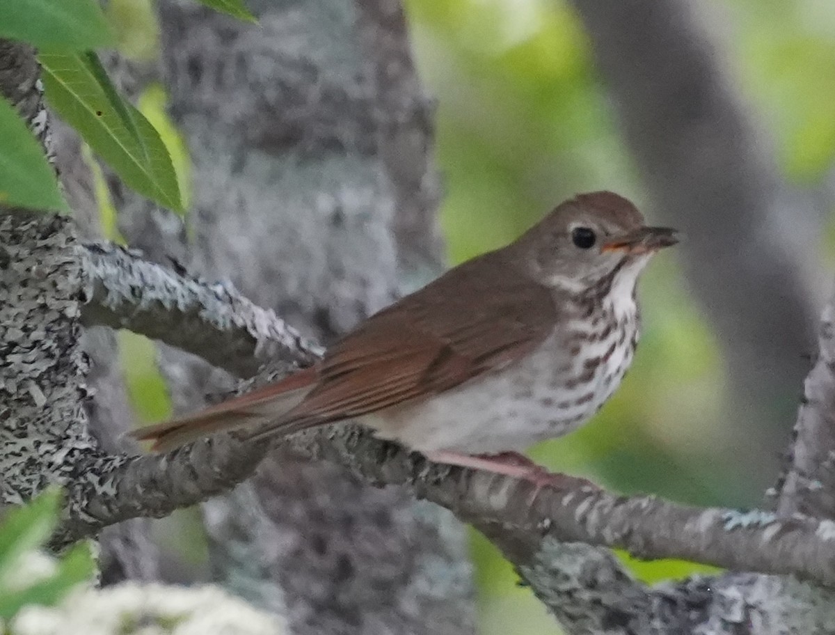 Hermit Thrush - ML620690418