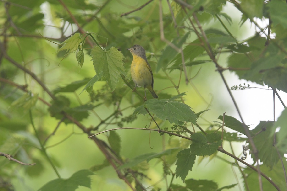 Tennessee Warbler - ML620690419