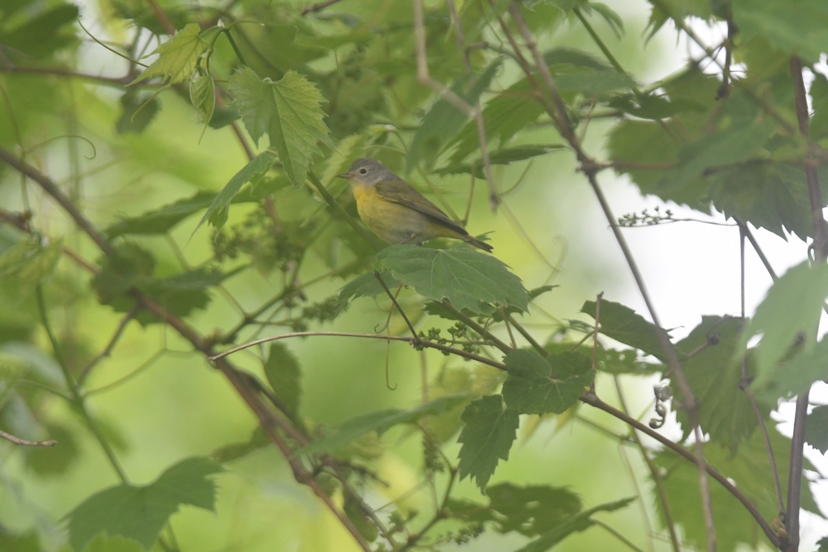 Tennessee Warbler - ML620690421